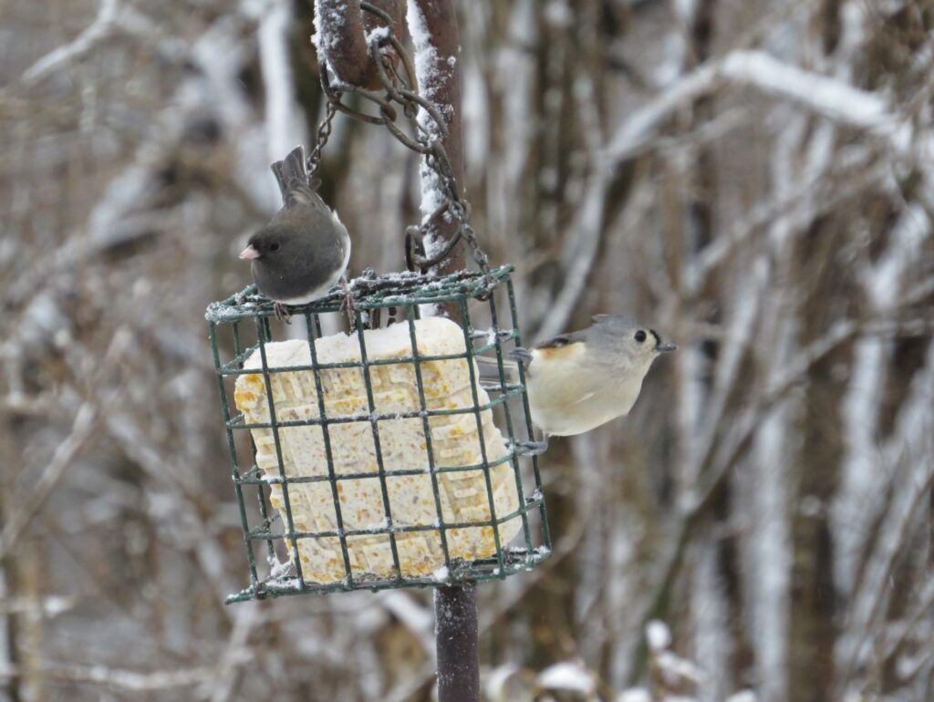 Two birds perch, ready to feed, at a suet cage feeder.