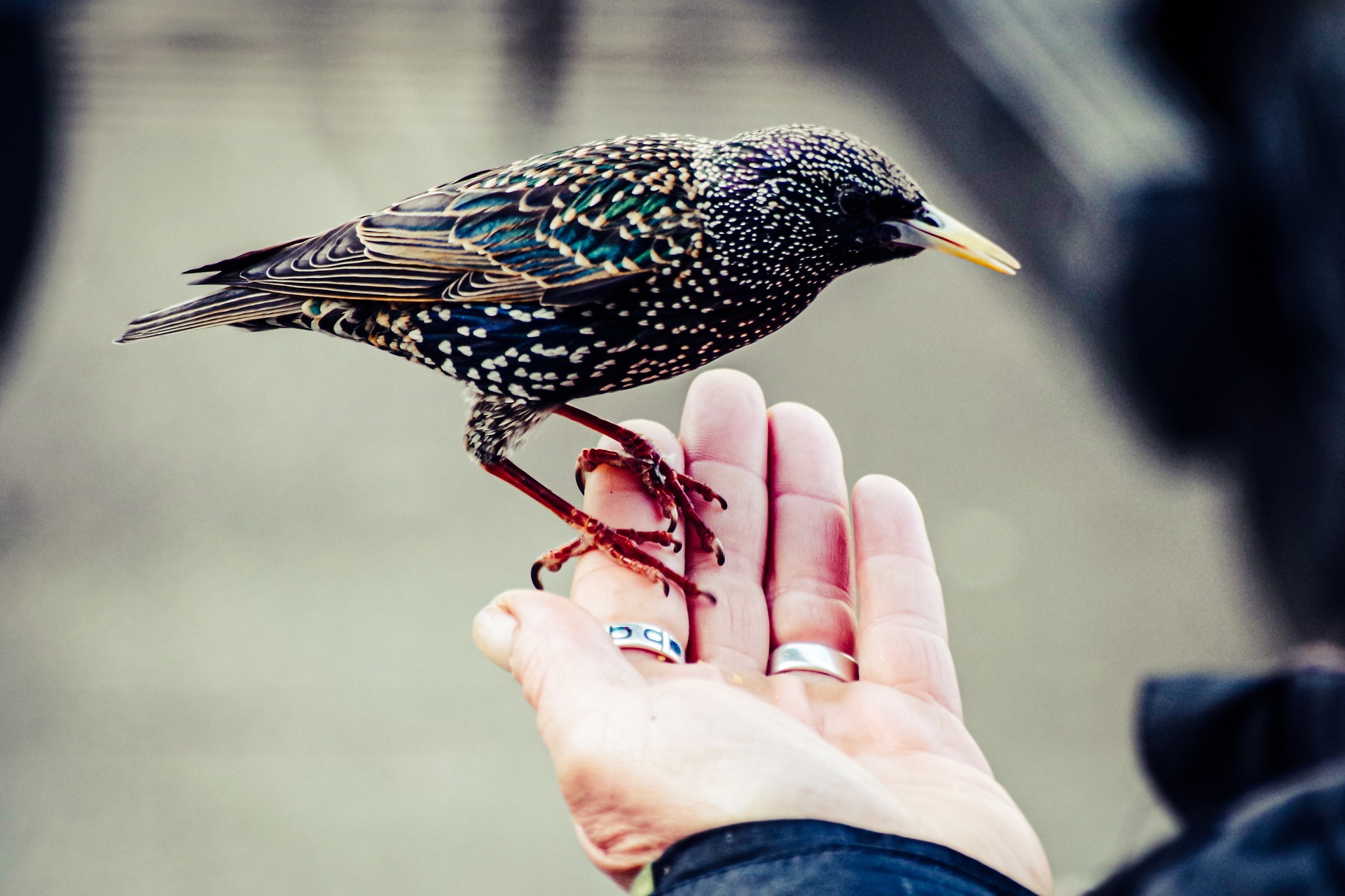 A Common Starling alights on a person's hand.