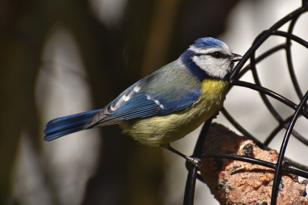 A Blue Tit bird feeds at a suet bird feeder.