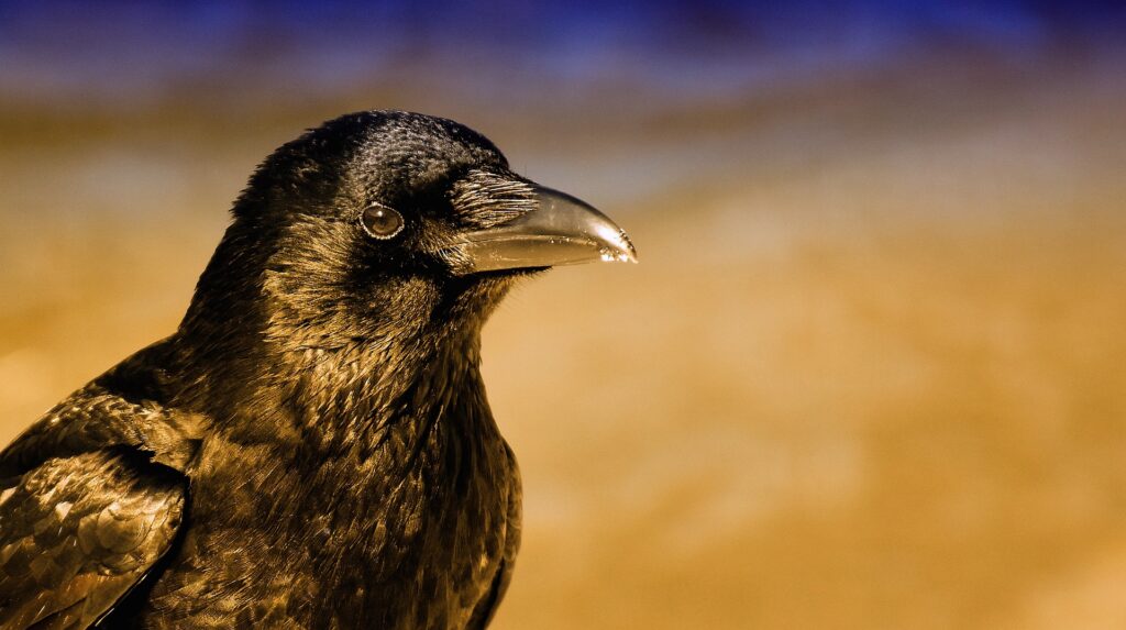 A crow, known for its exceptional intelligence and facial recognition skills, looks around.