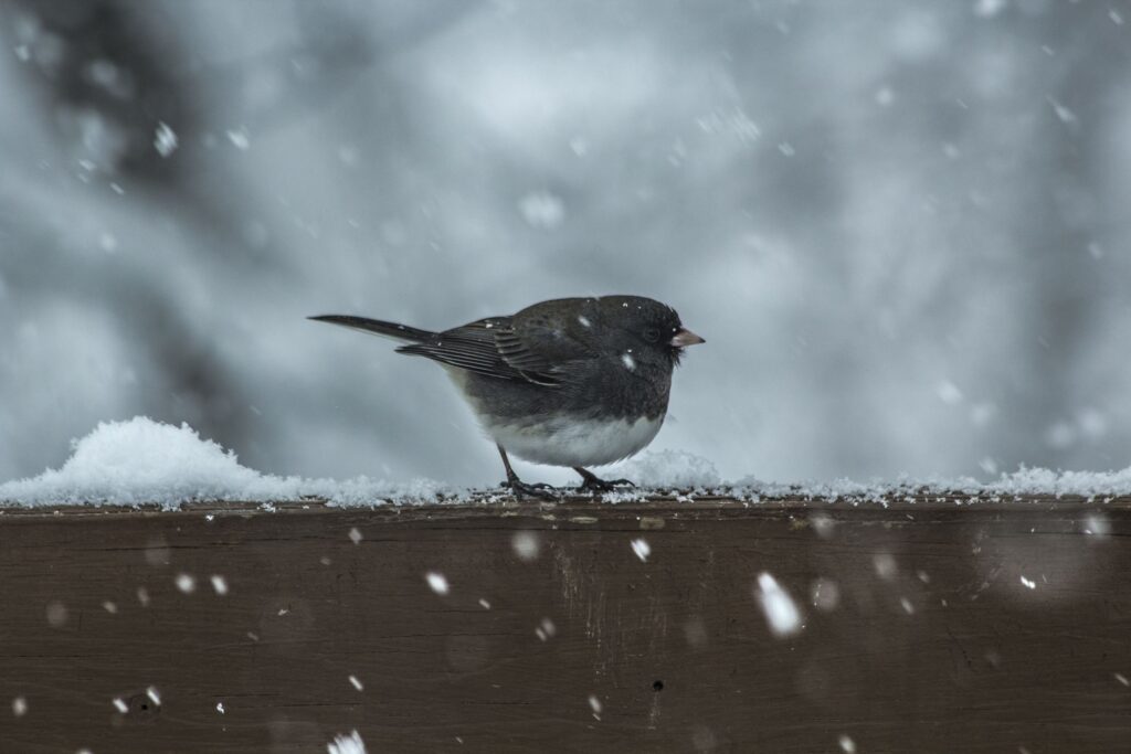 A Dark-Eyed Junco braces against the cold of a March snowstorm.