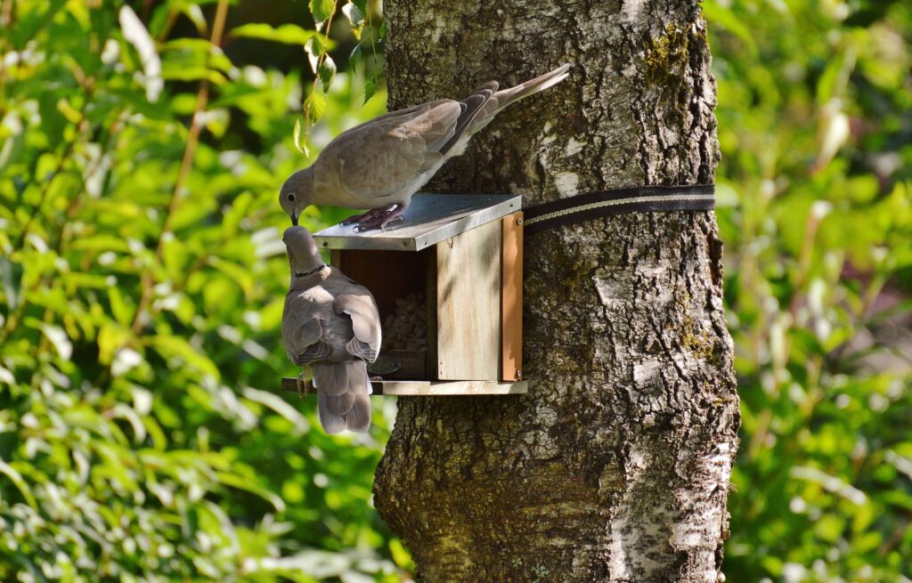 Two Eurasian Collared Doves feed at a bird feeder.