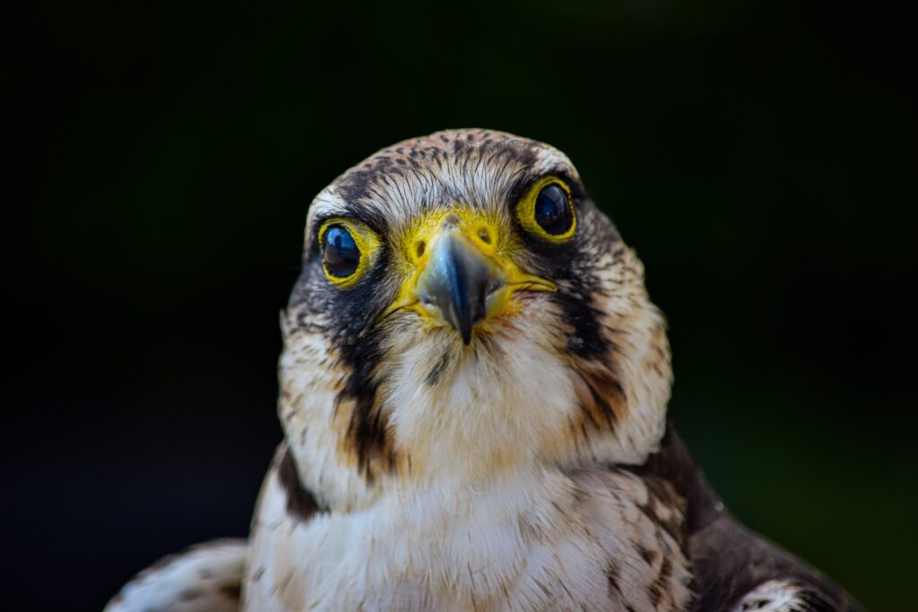 A Peregrine Falcon stares into the camera, straight at the viewer.