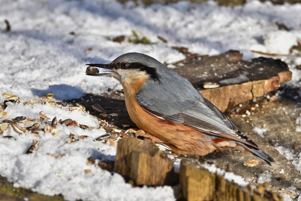 A Red-Breasted Nuthatch scrounges for food on the snow-clad ground.