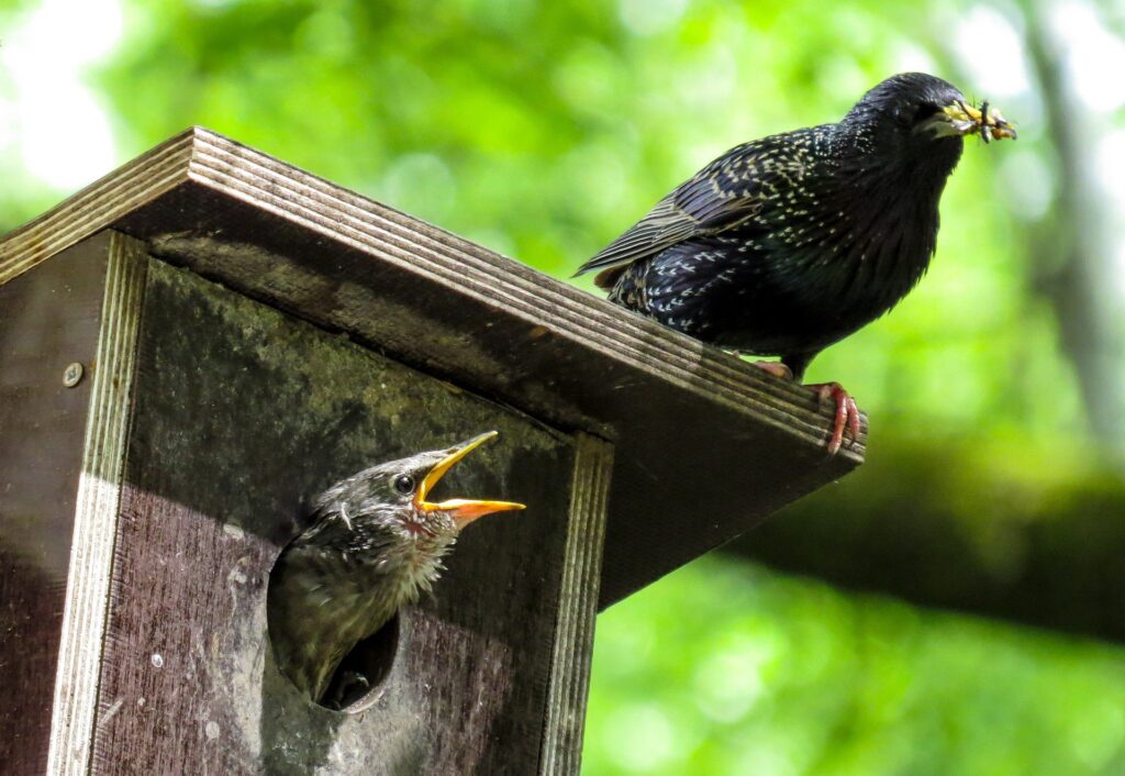 A Starling prepares to feed its young in a nest box.