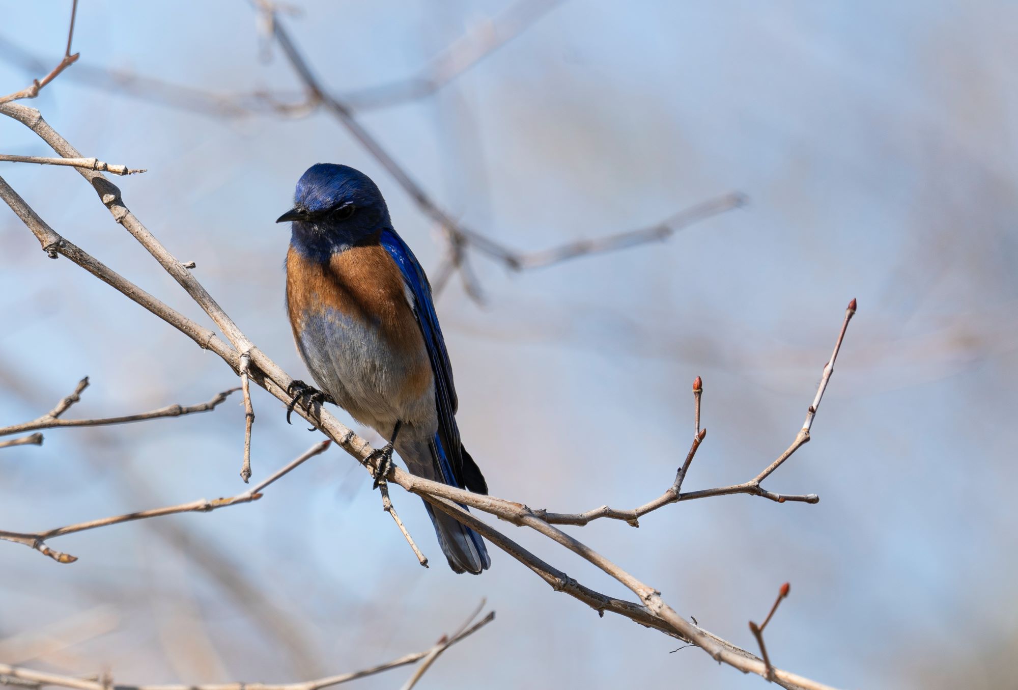 A Western Bluebird perches on a bare tree branch.