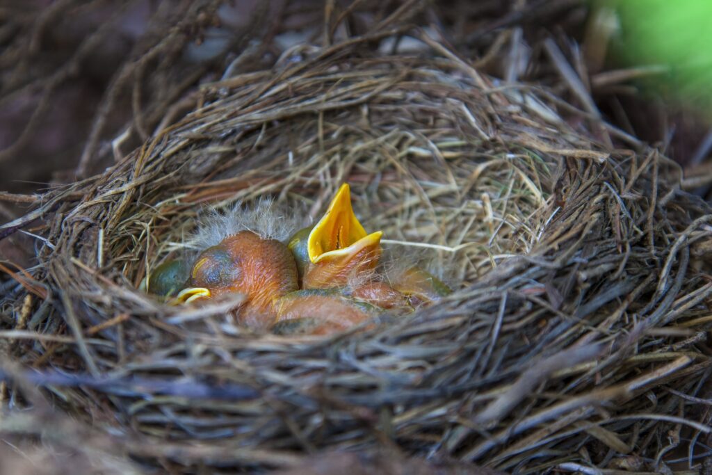 This nest with hatchlings may look abandoned, but in most cases nests aren't abandoned.