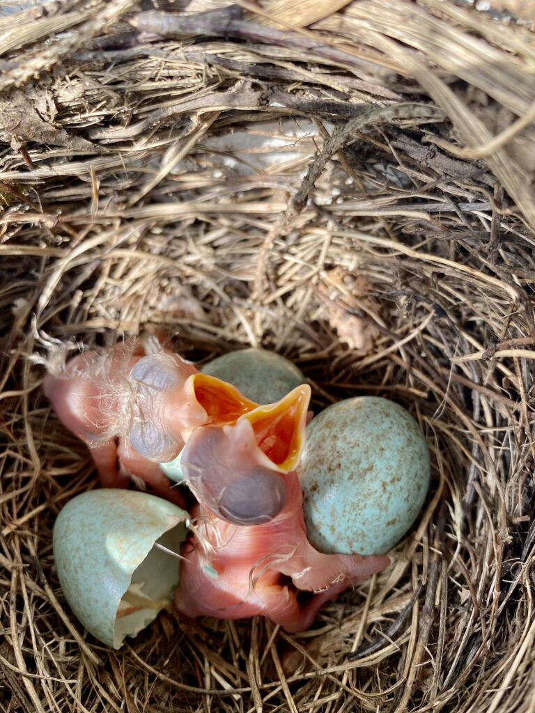 Hatchling birds, like these--if found outside of the nest--will need your help getting back to the nest.