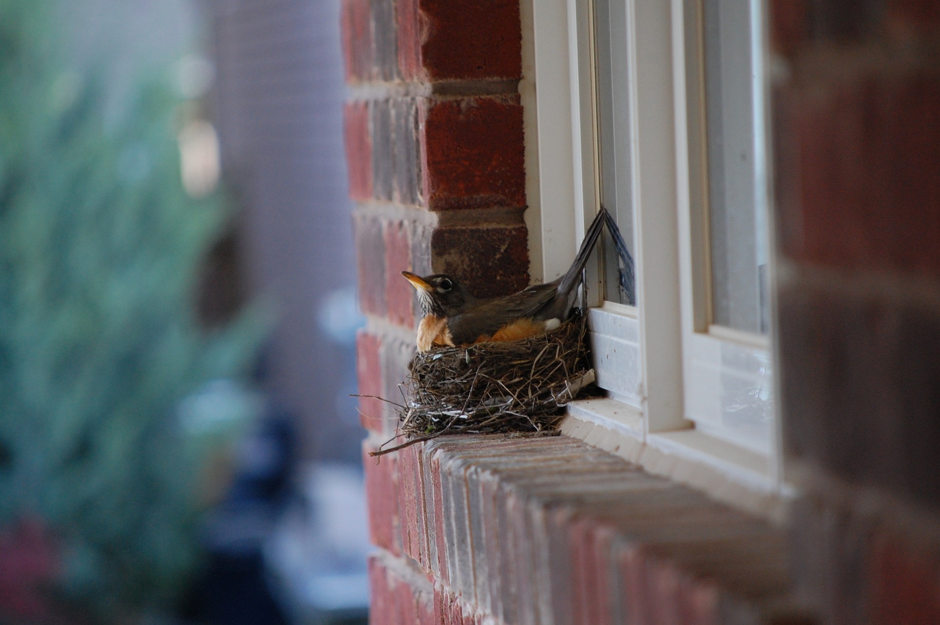 An American Robin's nest rests on a windowsill.
