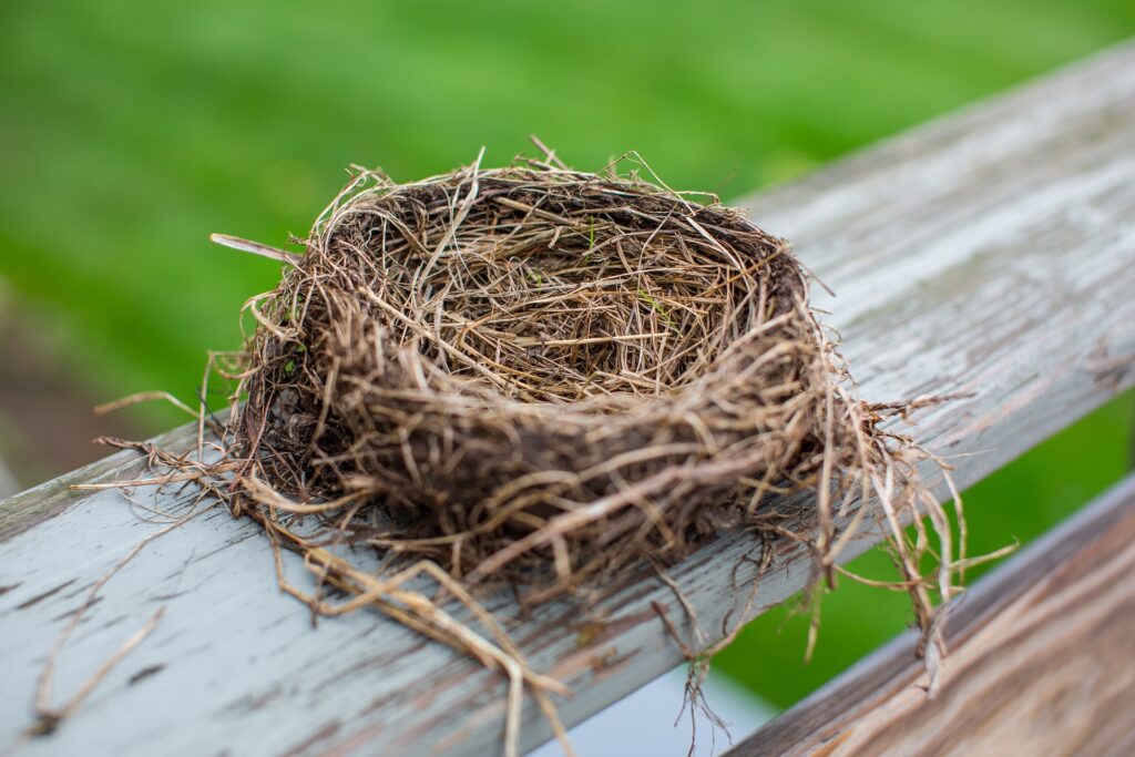 An empty nest on a fence. Before removing a bird's nest on your property, watch it from a safe distance for a few days to ensure that it's abandoned. Then, make sure that it's empty of eggs and chicks before removing.