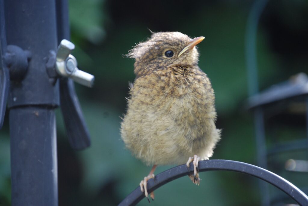 A fledgling bird, like this one, likely won't need any help. 