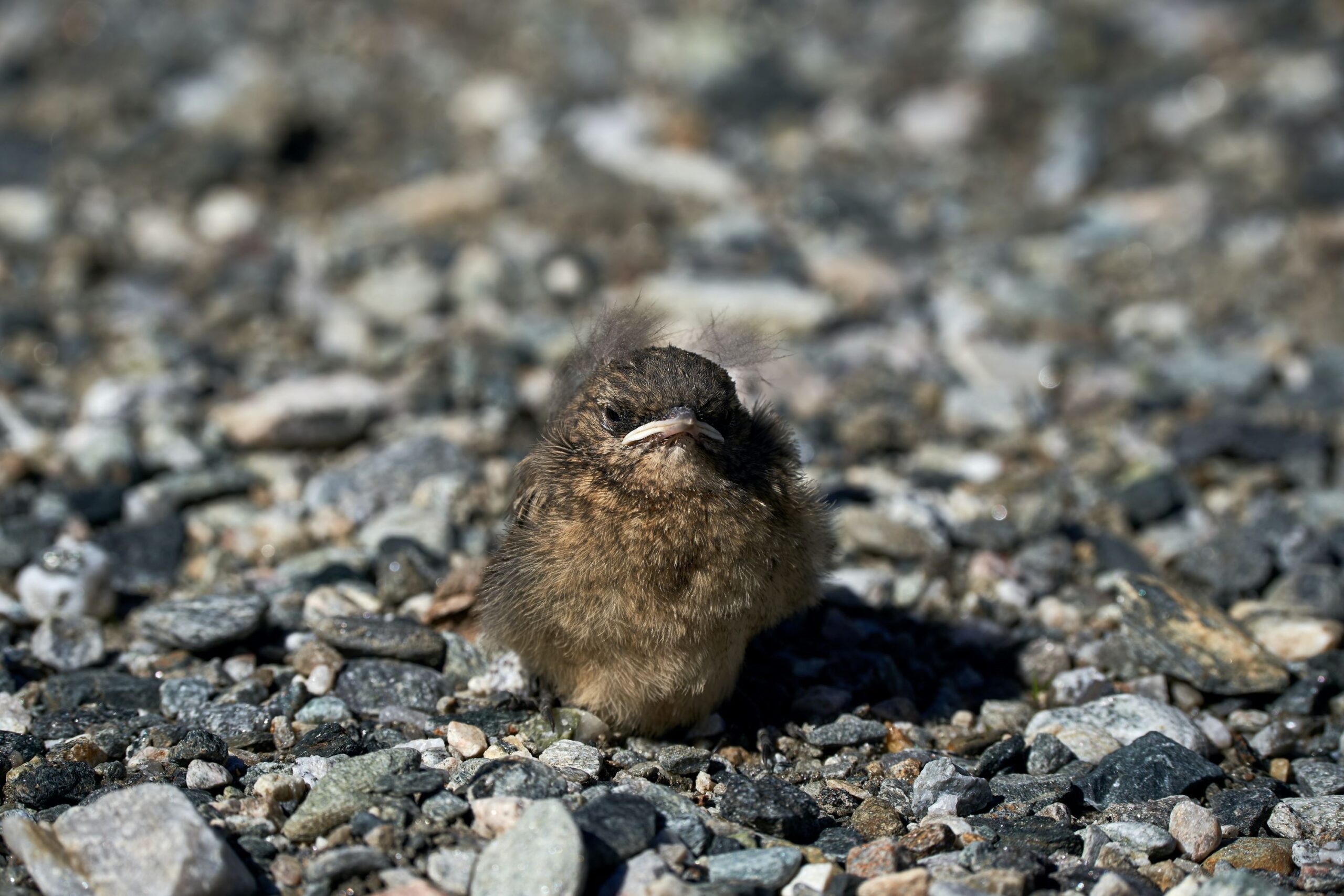 A fledgling bird on the ground.