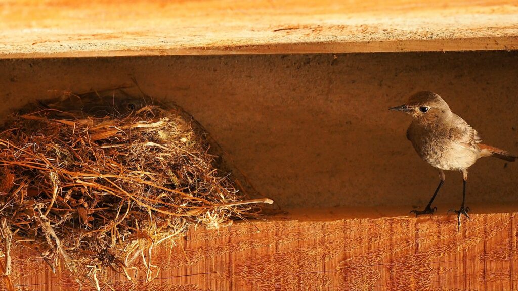 A sparrow looks at it's nest that rests in an nook. To prevent birds from building nests, block or fill holes around the exterior of your house.