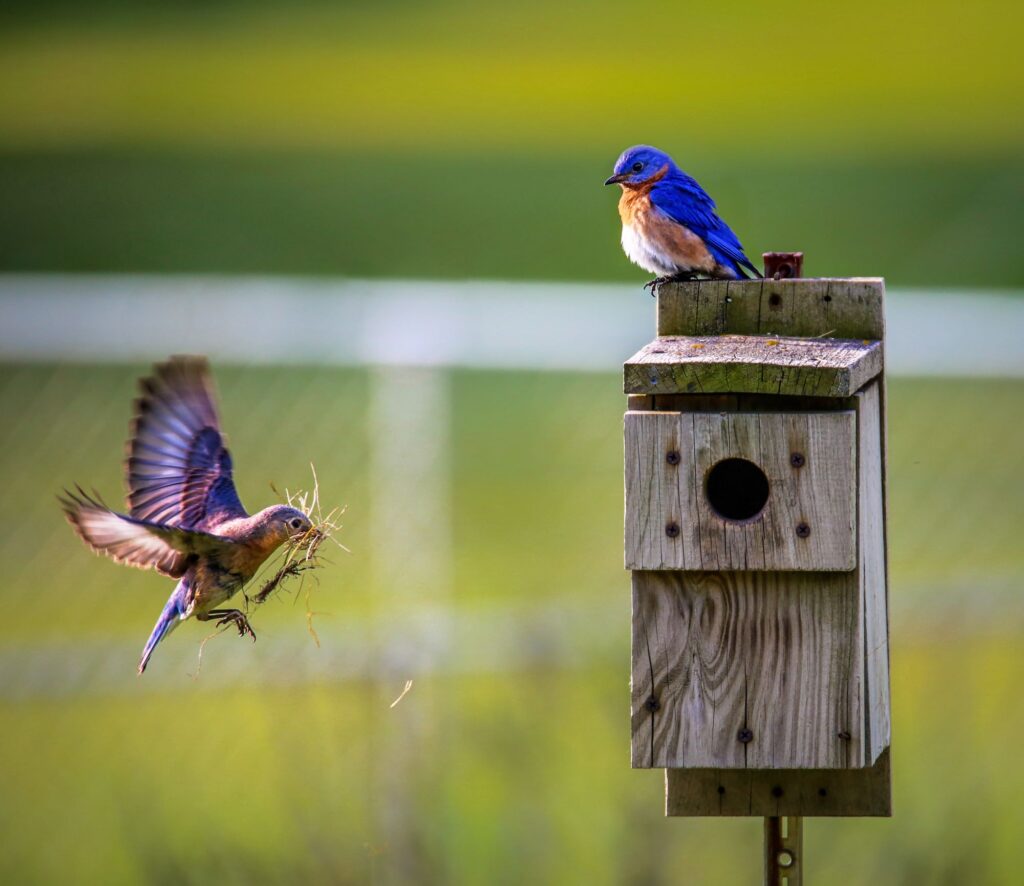 Two Western Bluebirds prepare a nest box for the nesting season.