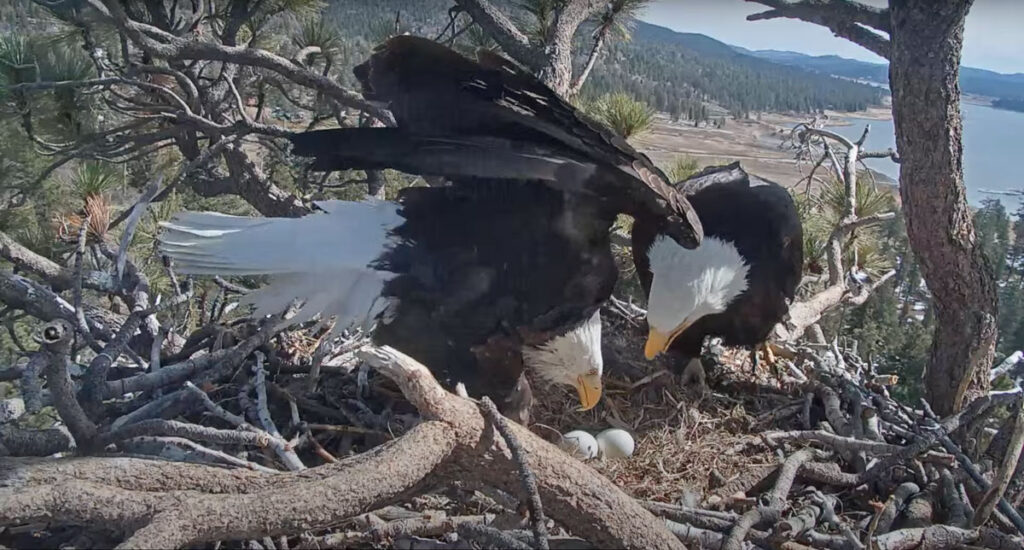 Big Bear Bald Eagles, Jackie and Shadow, checking on their newly laid eggs.