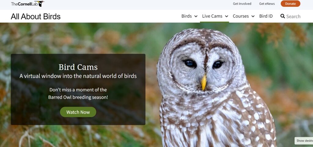 The Cornell Lab of Ornithology's Bird Cams page.