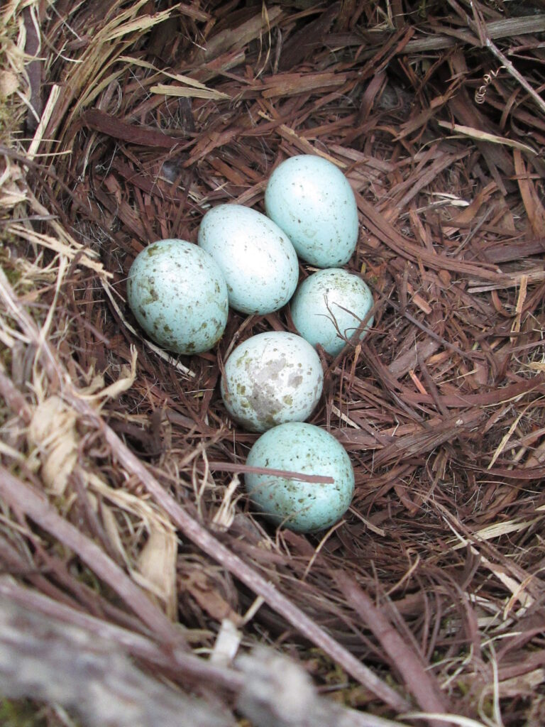 do bird eggs grow after being laid