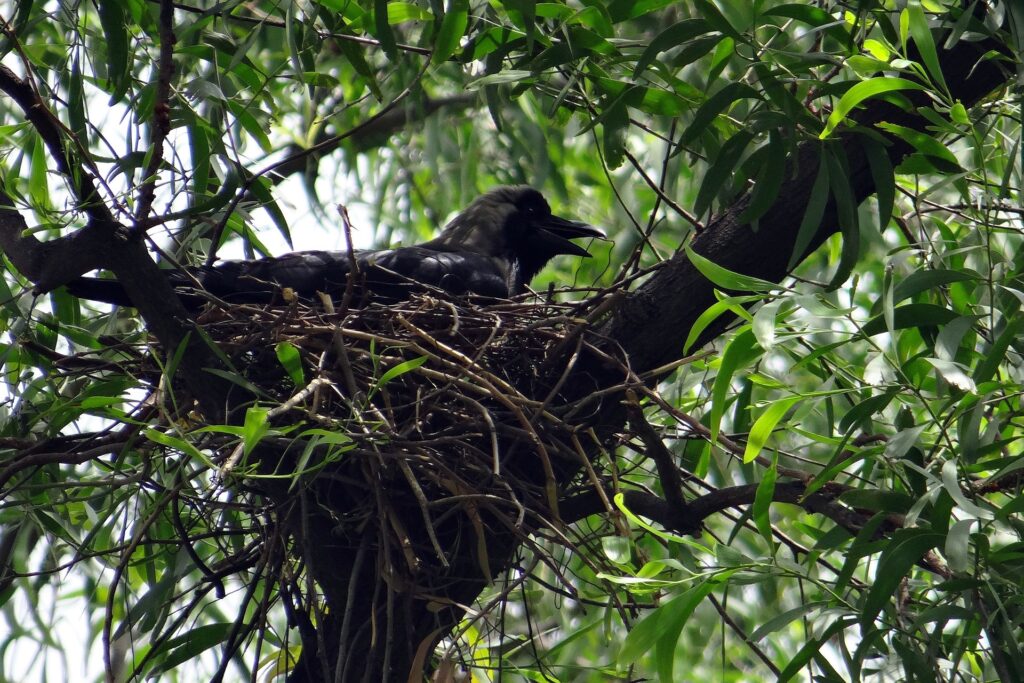 A crow sits on its eggs during the incubation period.