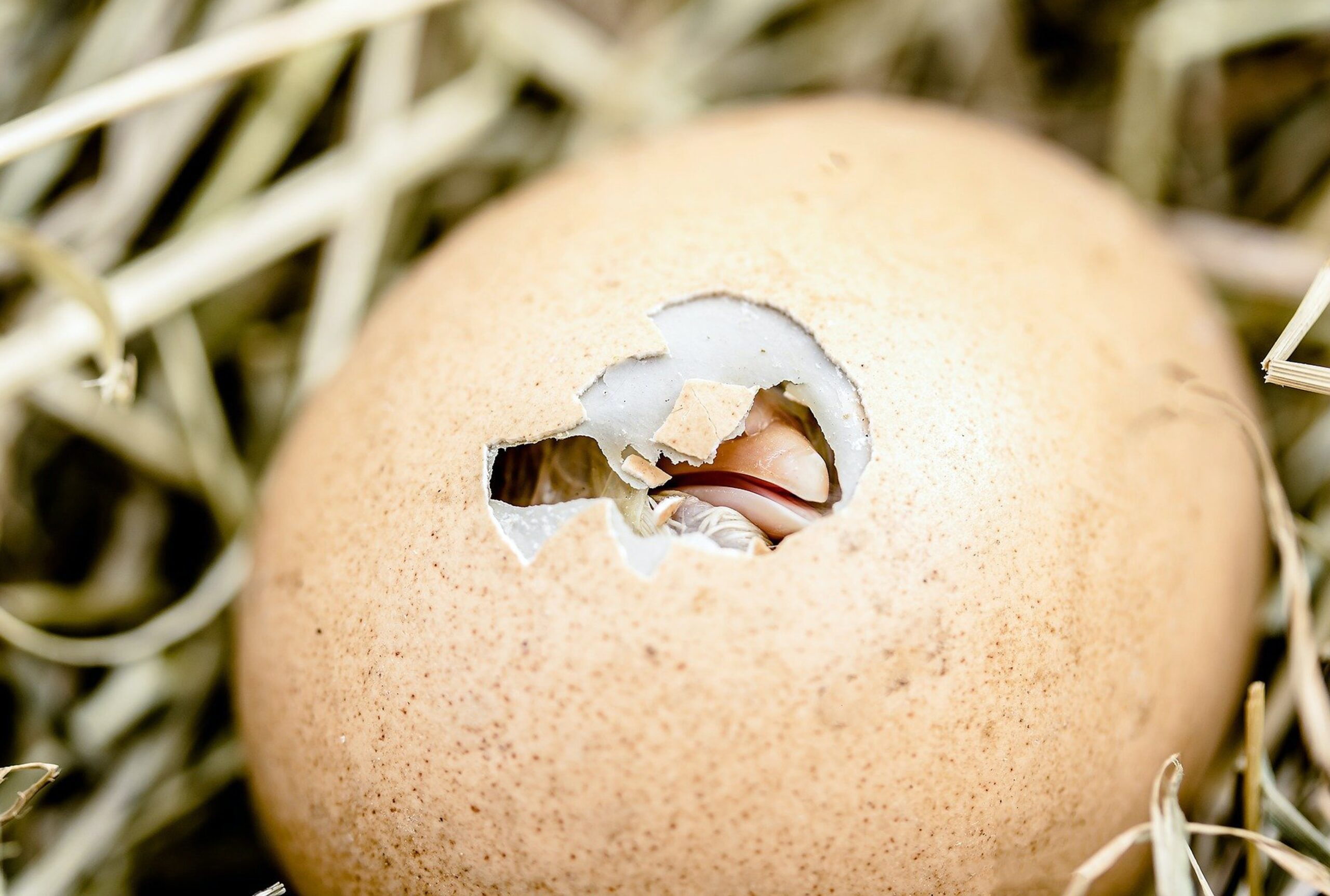 How Long Bird Eggs Hatch  