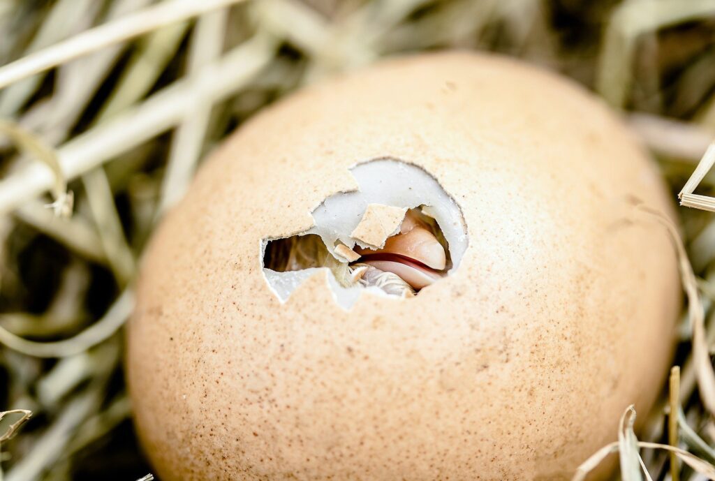 A hatchling's beak peeks out of its shell during the egg hatching process.