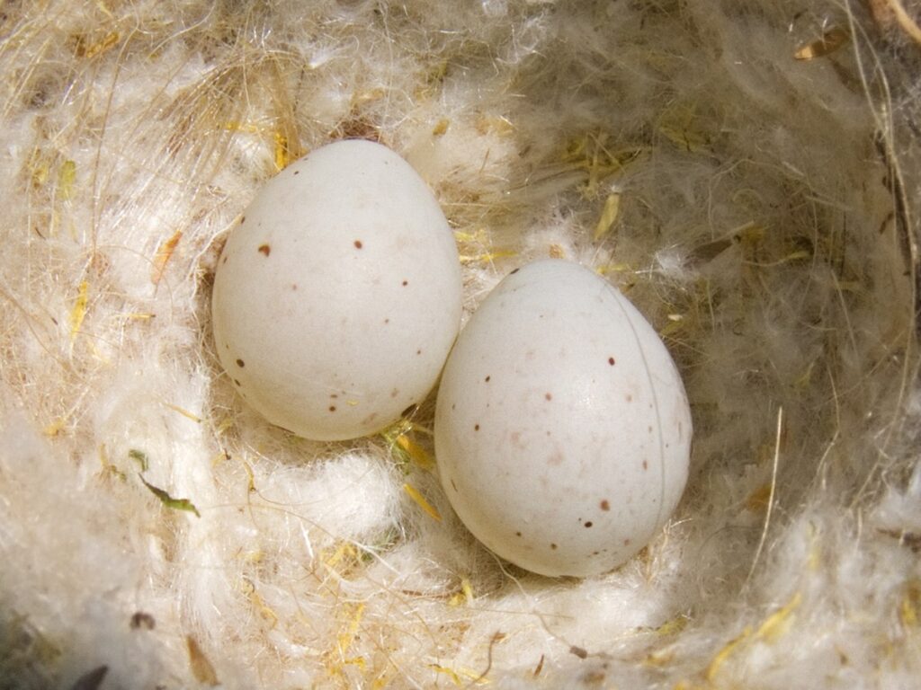 do bird eggs grow after being laid