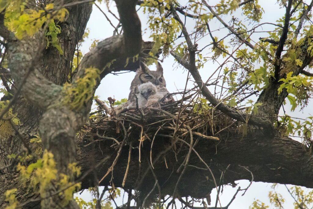 A Great Horned Owl and owlet sit in their nest in a tree.