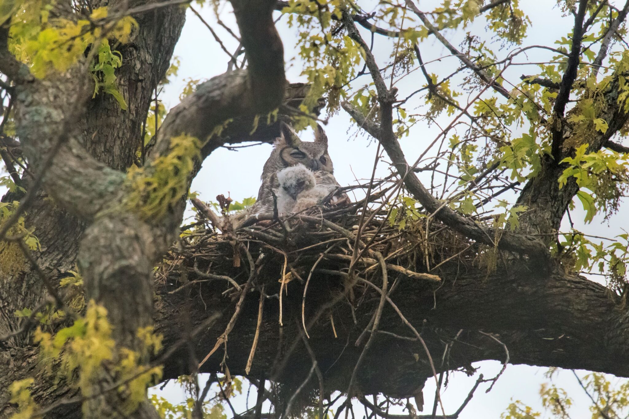 The Bird Egg Cycle – Chirp Nature Center