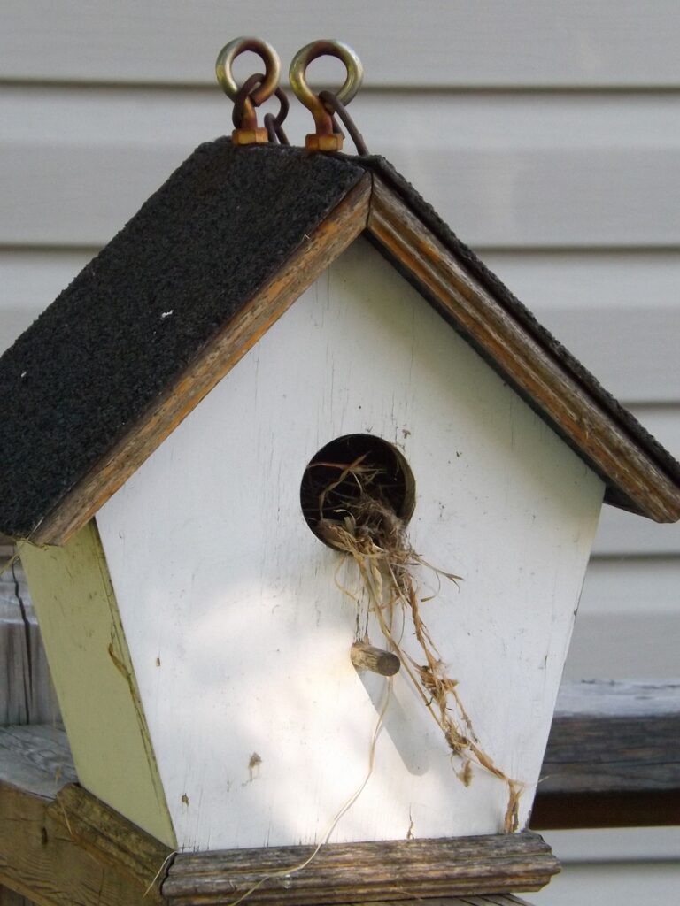 A white birdhouse with old nesting material coming out the entrance hole.