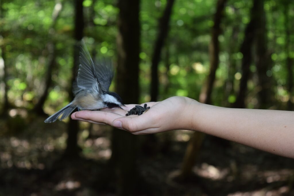 A Black-Capped Chickadee eats seeds from someone's hand.