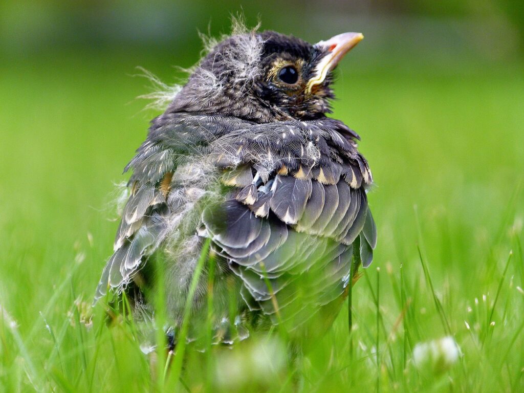 A fledgling bird typically doesn't need help; they are practicing flying and ready to fledge the nest.
