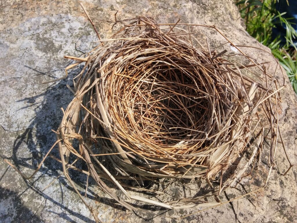 An old, empty bird's nest.