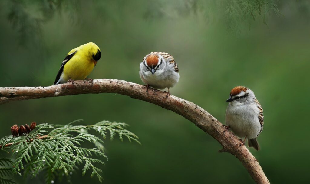 Two sparrows and an American Goldfinch share a tree branch.