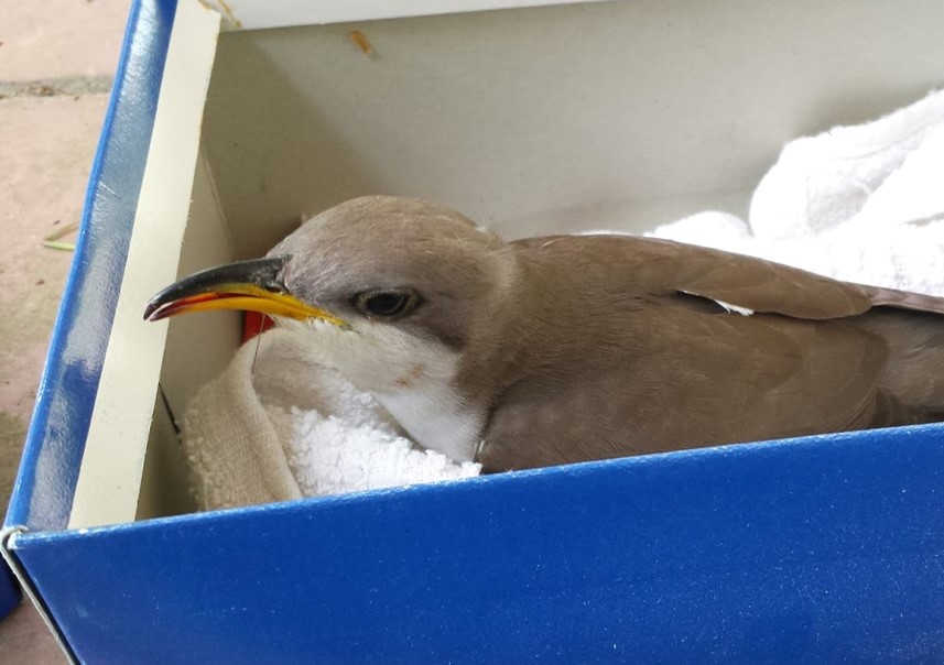 This yellow-billed cuckoo is ready to be transported to a rehabilitator, once the shoebox lid (with air holes) is put on. 