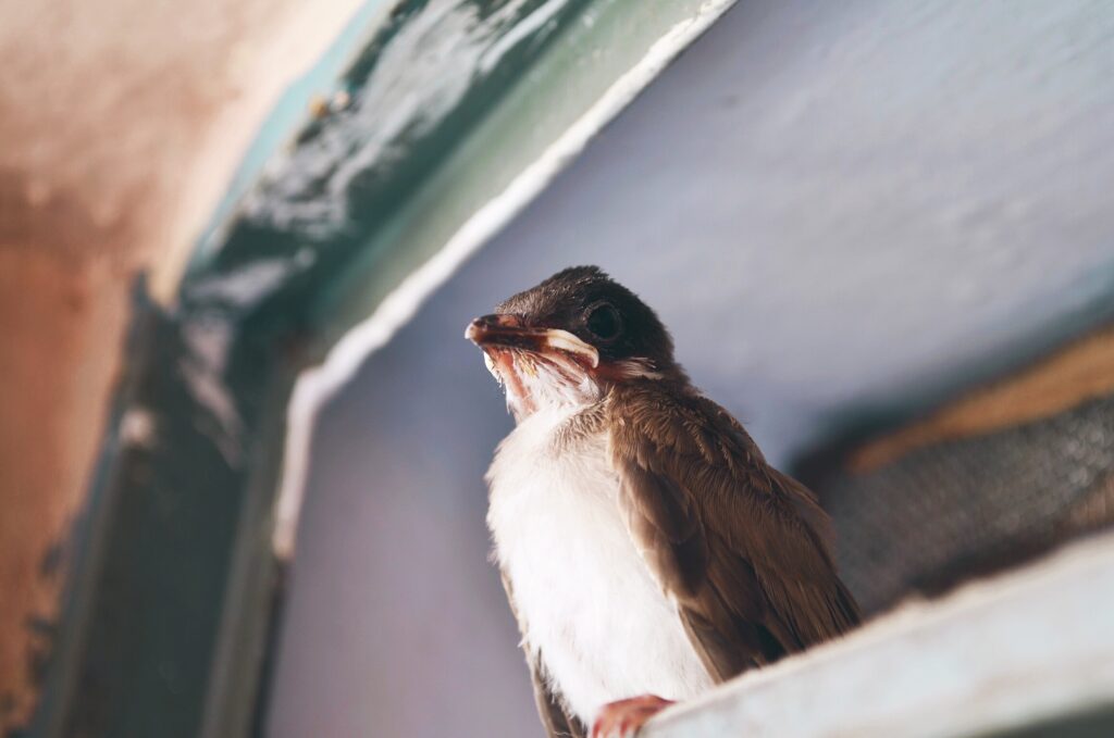 A trapped swallow perches inside a home.