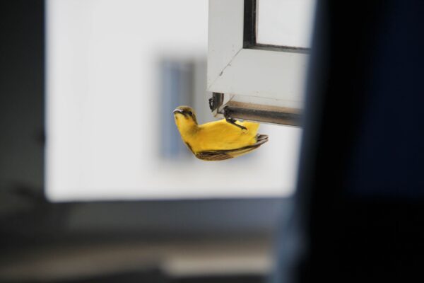 A little yellow sunbird peeks into an open window.
