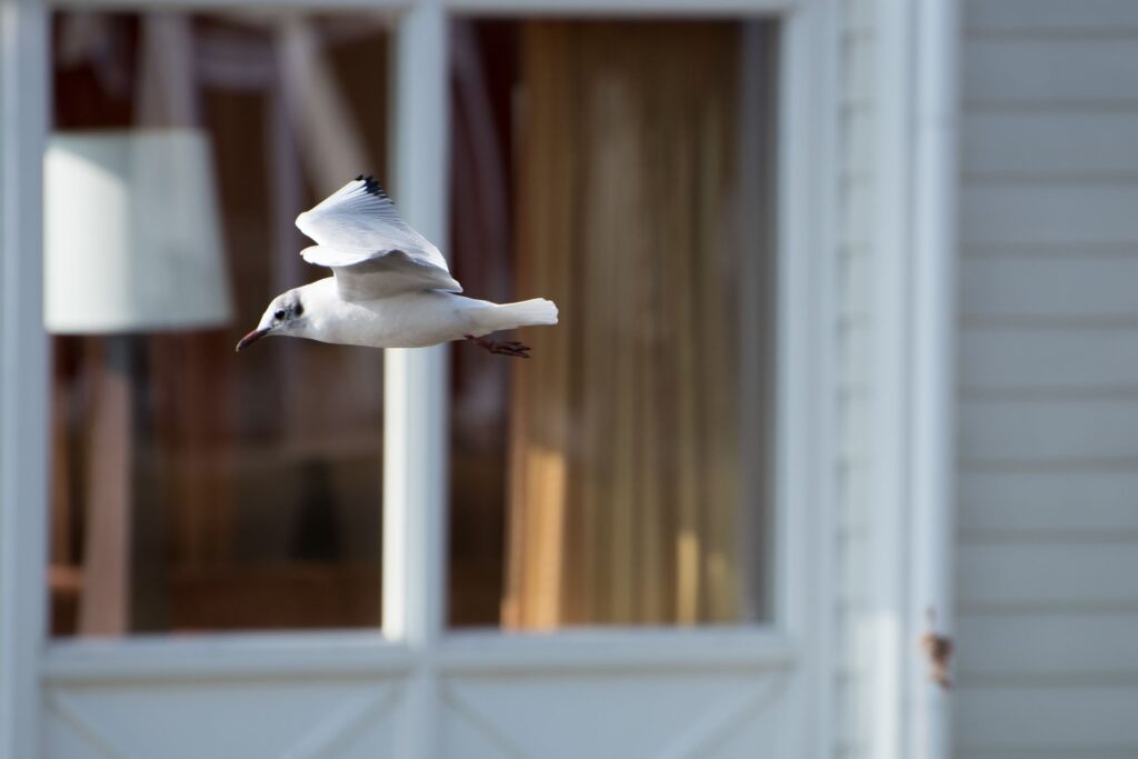 A dove soars past a glass door.