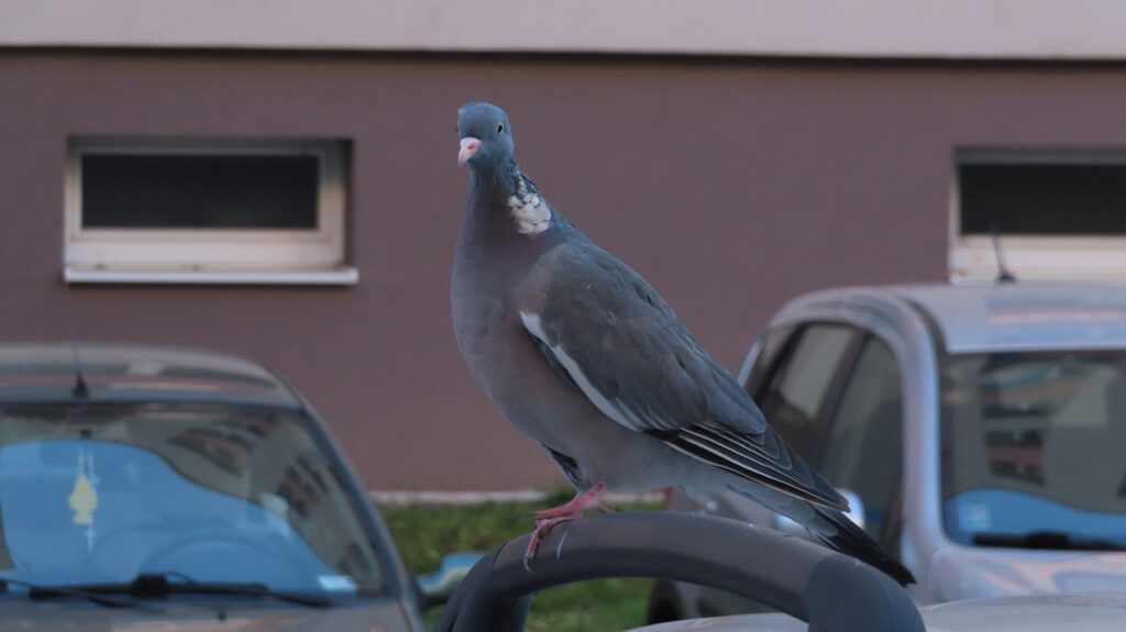 A pigeon perches on the side mirror of a car.