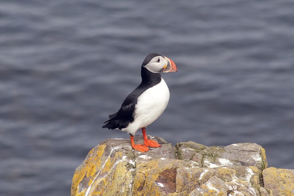 Puffins (like this one, shown on a rock) and other seabirds help keep the Artic cool with their droppings.
