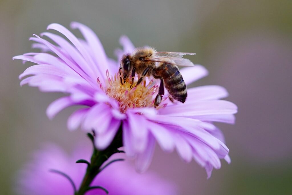 A bee alights on a purple flower.