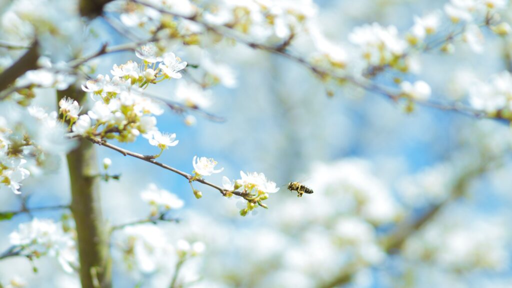 A curious bee investigates a tree's white blossoms.