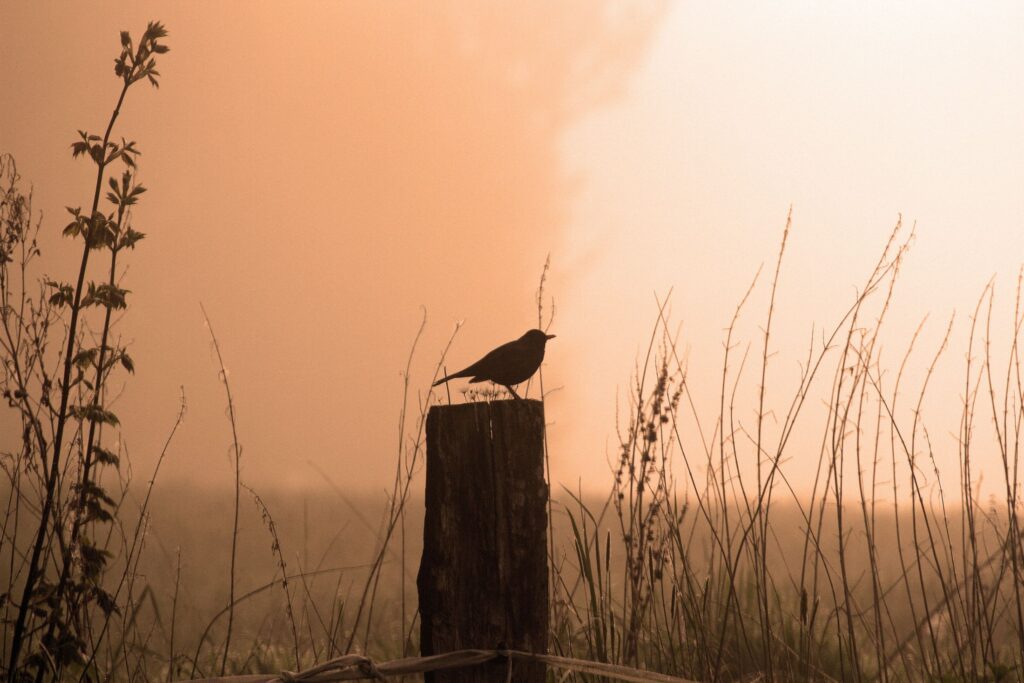A bird shown atop a bare tree stump, silhouetted by a sunlit fog. 