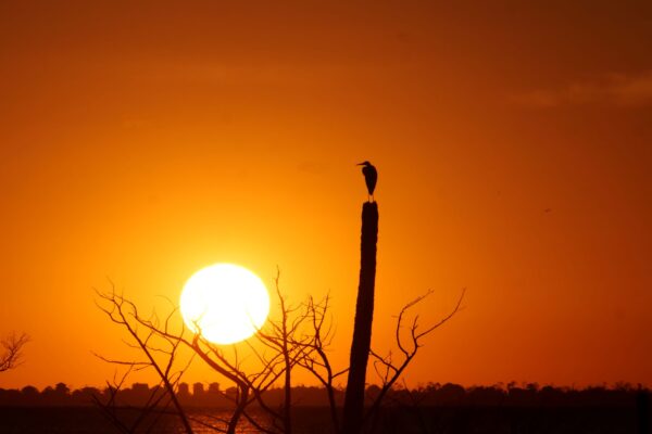A bird perches atop a bare tree, with the setting sun in the backdrop.