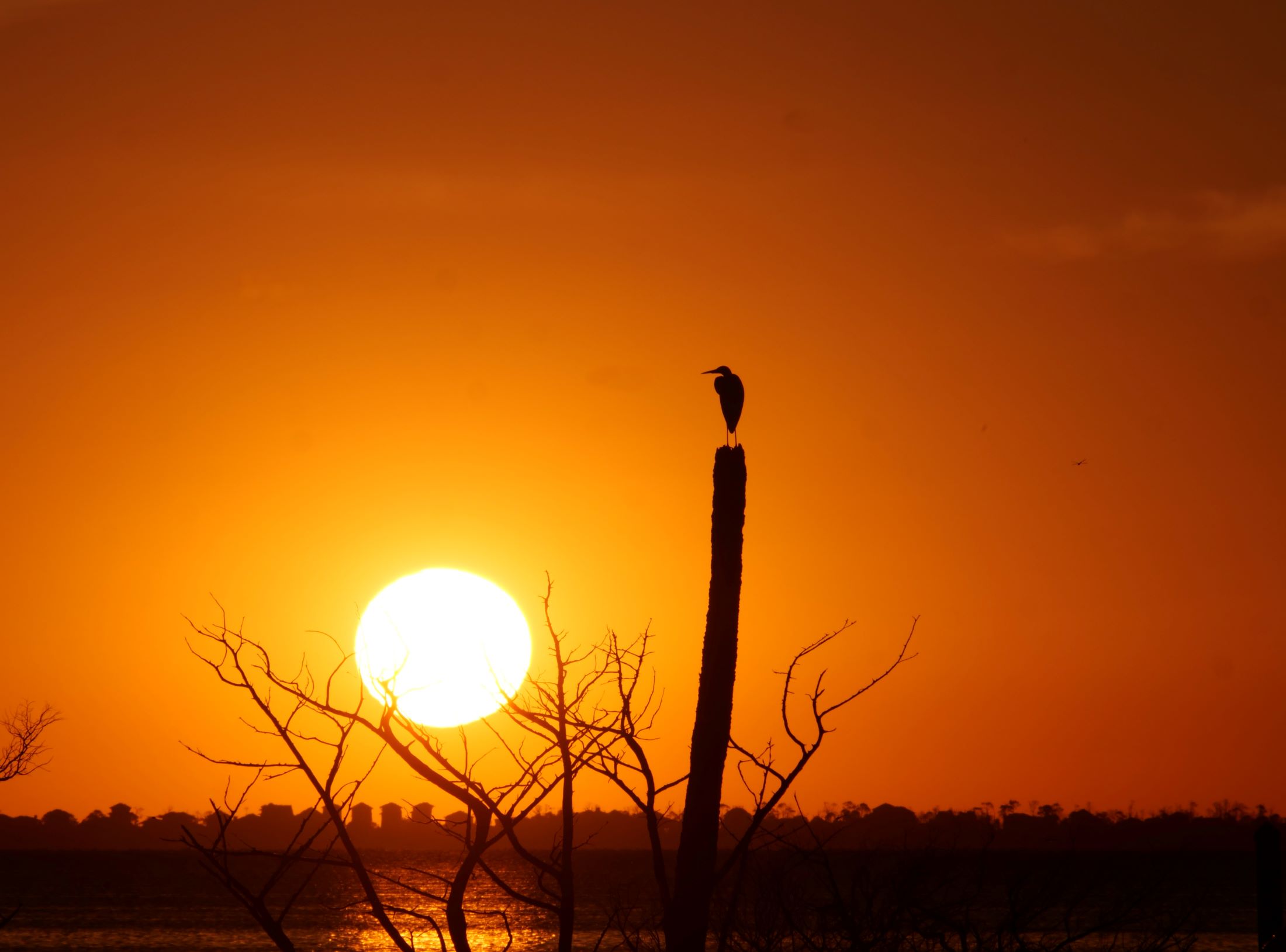 A bird perches atop a bare tree, with the setting sun in the backdrop.