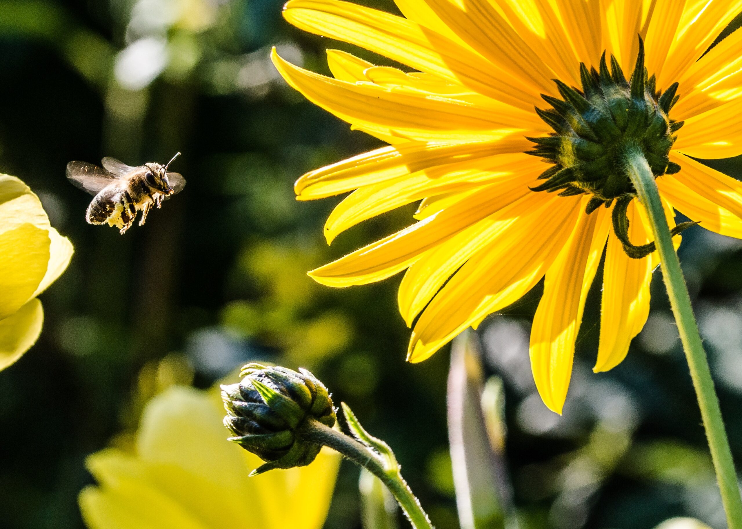 How You Can Help The Bees Chirp
