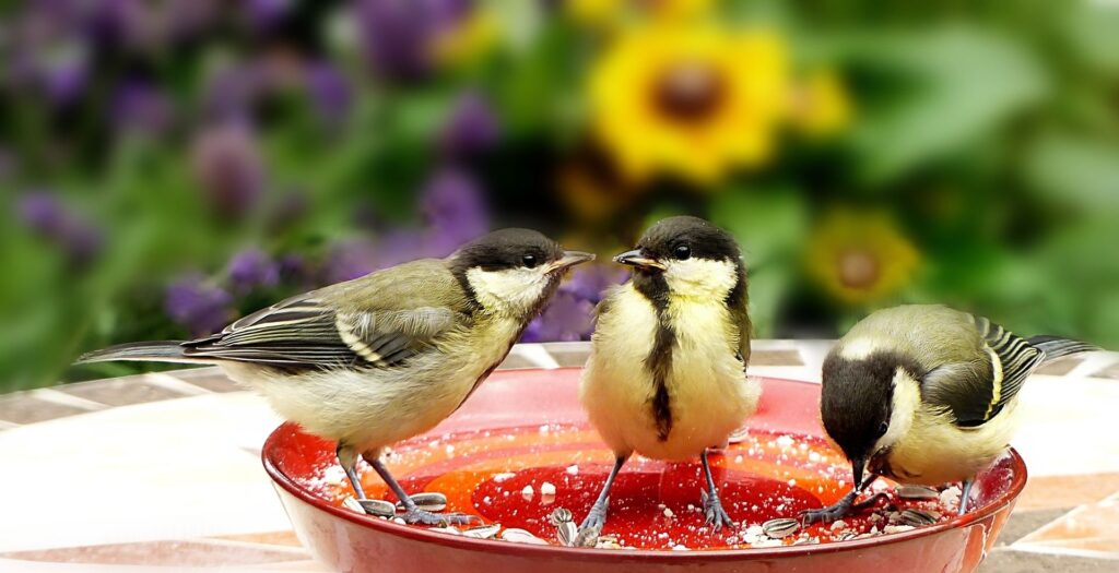 Feeding the birds, like these songbirds, in your yard is one way to support them.