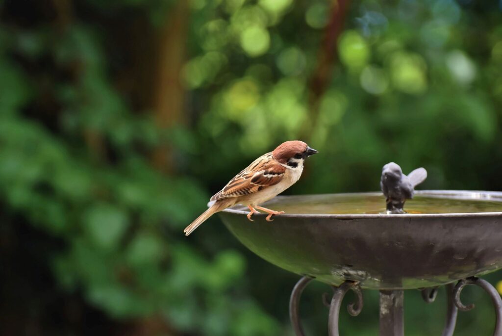 A sparrow considers the water in a birdbath.