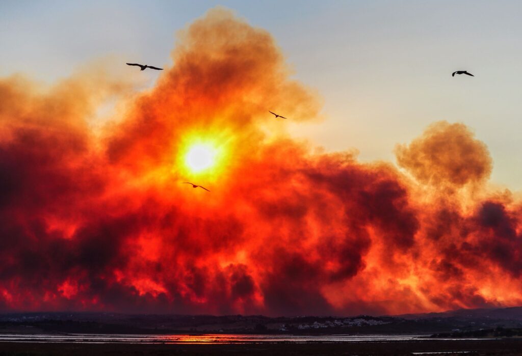 Birds flying away from a wildfire. 
