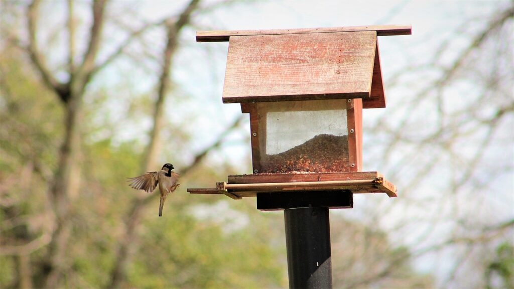 A bird flies towards a bird feeder with a roof, one way to keep bird seed clean and dry.