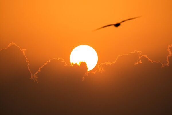 A bird flies into a sunset of red and orange.