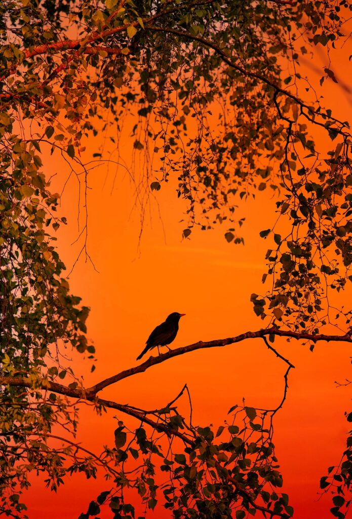 A blackbird perches on a tree branch, the summer sun turning the sky a burnt orange behind it. 